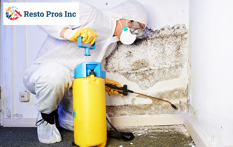 Mold Removal Process