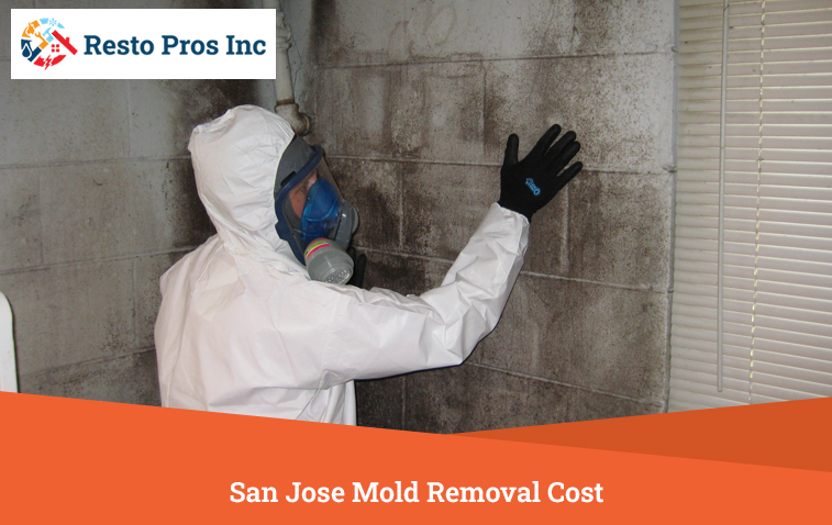 San Jose Mold Removal Cost